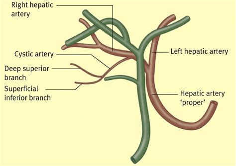 Anatomy of the gallbladder and bile ducts - Surgery - Oxford ...