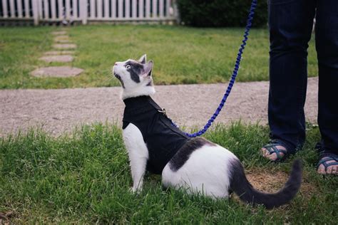 Best cat harness: How to find the 'purrfect' fit – Adventure Cats