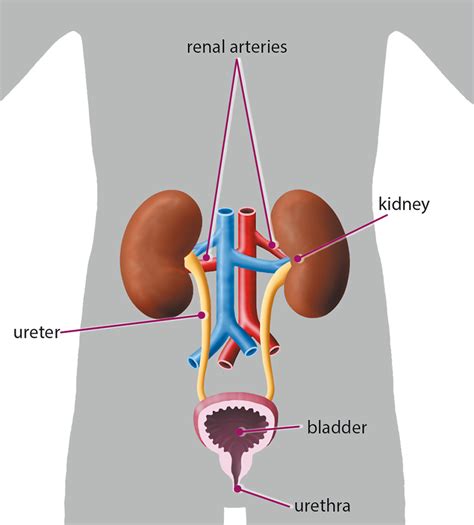Urinary System Diagram Printable