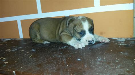 Solid Piebald Male Boerboel Puppies For Sale!!! - Pets - Nigeria