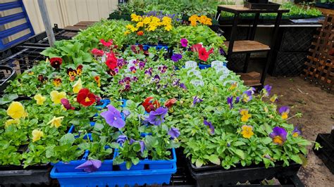 Surplus Colour Burst (SV) 10 Pack Large Cell Punnet - Simon's Garden ...