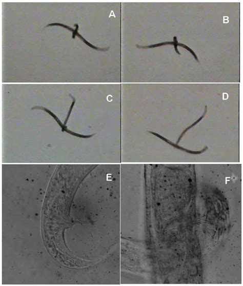 Copulation in F. composticola : A – D - Different stages of mating, E -... | Download Scientific ...