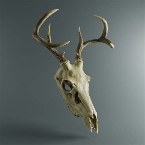 3D Deer Skull - TurboSquid 1340885 in 2024 | Deer skull art, Skull art ...