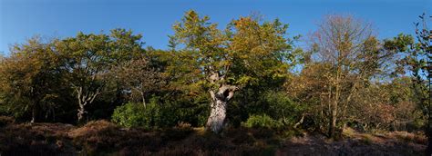 Burnham Beeches Moat Autumn Panorama | Burnham Beeches | Trees And ...