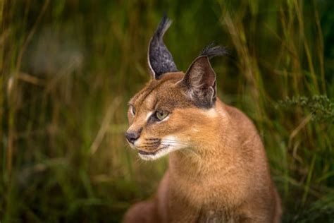 17 Caracal Cat Facts – Are Caracals Dangerous to Humans & More