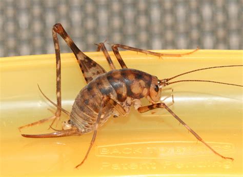 Camel Cricket - Diestrammena asynamora - BugGuide.Net