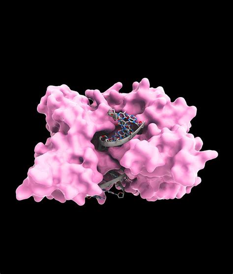 EcoRV restriction enzyme molecule Photograph by Science Photo Library - Fine Art America