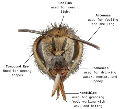 Honey Bee Anatomy – Honey Bee Research Centre