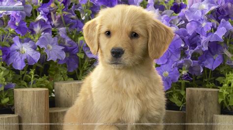 Puppies and Flowers Wallpapers (63+ images)