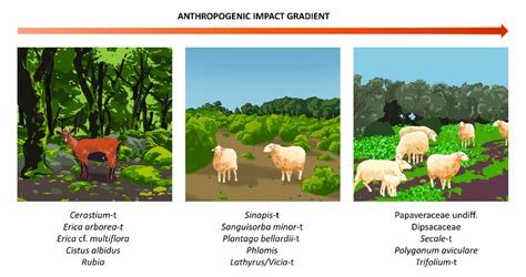 Artistic illustration showing selected pollen types associated with ...