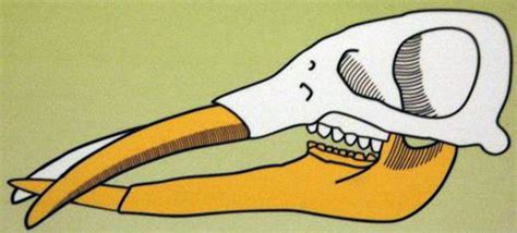 Gomphotherium productum skull drawing showing position of lower jaw and uppertusk.