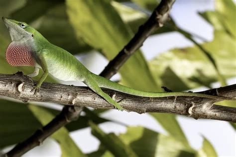 Green Anole Care Sheet: Everything You Need To Know - Everything Reptiles