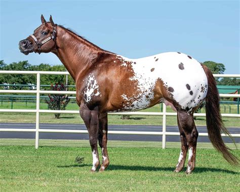 Appaloosa Horses: Breed Profile, Facts and Care - Seriously Equestrian