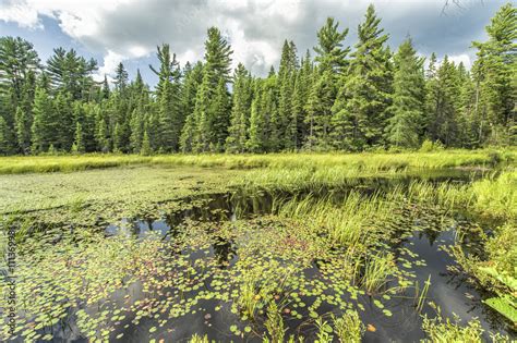 Wetland Conservation Stock Photo | Adobe Stock