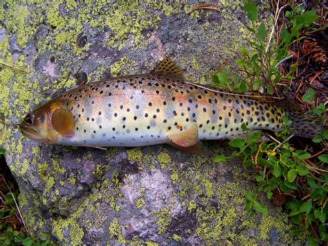 Bonneville Cutthroat Trout Habitat