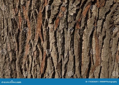 Bark of an Oak tree stock image. Image of structures - 170283609