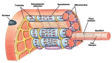 MEKANISME KERJA OTOT (BAGIAN 1) – NEUROMUSCULAR JUNCTION | Asosiasi Pelatih Kebugaran Indonesia