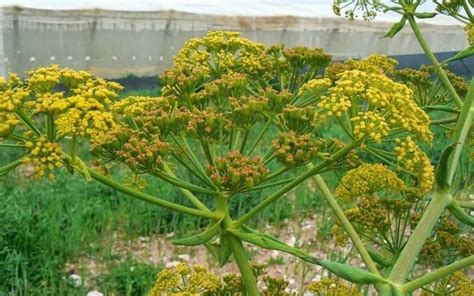 Después de 2000 años resucitan a la 'planta milagrosa' egipcia ...