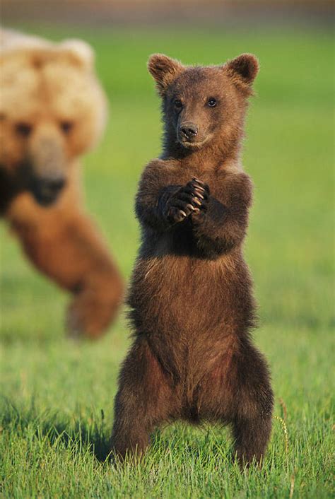 Grizzly Bear Cubs Playing