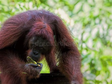 Borneo Orangutan stock image. Image of kota, kinabalu - 34103213