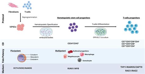 Cells | Free Full-Text | Generation of CD34+CD43+ Hematopoietic Progenitors to Induce Thymocytes ...