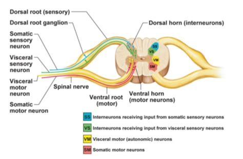 A&P - spinal cord nervous system diagram Diagram | Quizlet