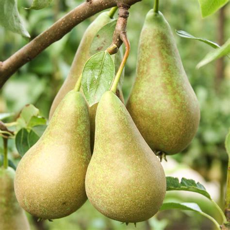 Apple & pear - Buy fruit trees online - Terrace Fruits