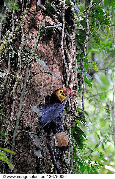 A male Visayan Writhed-billed Hornbill/Visayan Wrinkled Hornbill (Aceros waldeni) feeding the ...