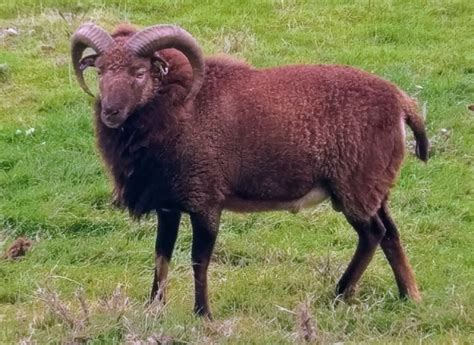 Gallery - The Soay and Boreray Sheep Society