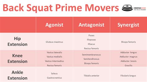 Agonist And Antagonist Muscles In A Squat - cloudshareinfo