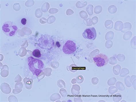 Macrophage Histology