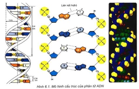 Khám phá với hơn 78 mô hình cấu trúc không gian của adn không thể bỏ ...