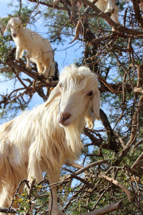 The Tree Goats of Morocco – Tamri, Morocco - Atlas Obscura