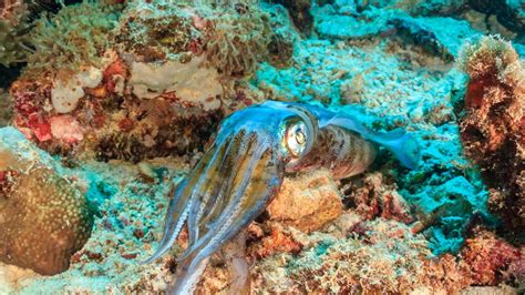 US Army Are Looking At Squids To Inspire Color-Changing Camouflage | IFLScience