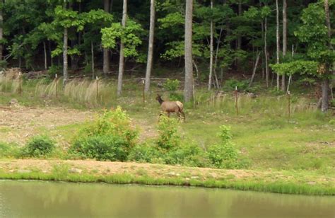 Saddleback Lodge (Ponca, AR) - Resort Reviews - ResortsandLodges.com