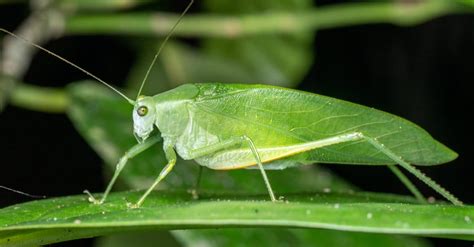 Katydid - A-Z Animals