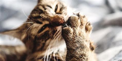 4 Essential Grooming Tutorials for Cats