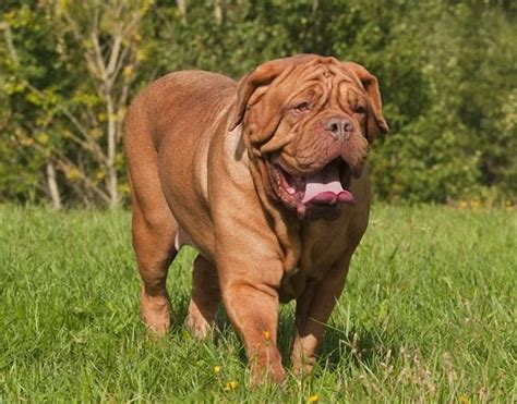 French Mastiff Dogs • Globerove.com