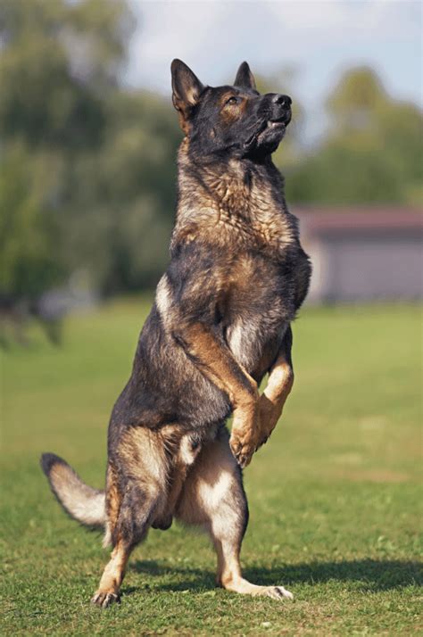 Top 10 what is a sable german shepherd You Need To Know