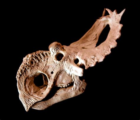 Pachyrhinosaurus skull by hannay1982 on DeviantArt