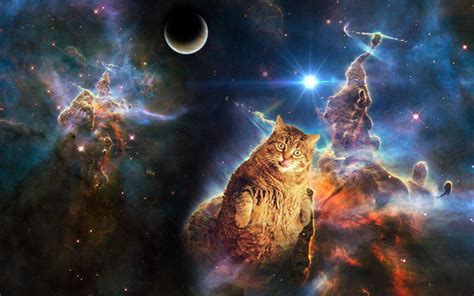 Space Cat Wallpapers - Top Free Space Cat Backgrounds - WallpaperAccess