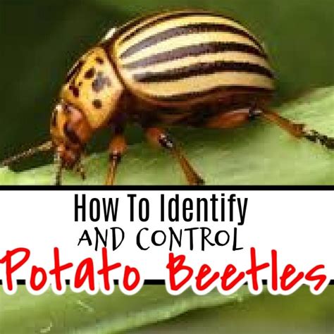 Potato Beetle: How To Identify & Chemically Free Control Them