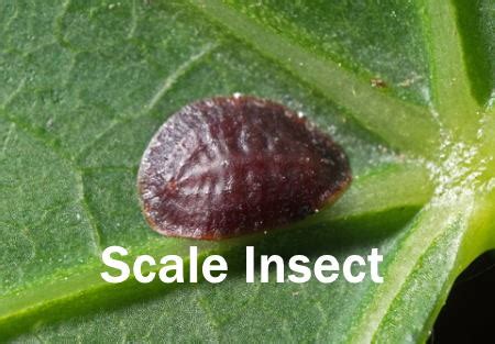 Get Rid of Scale Insects on Indoor Plants