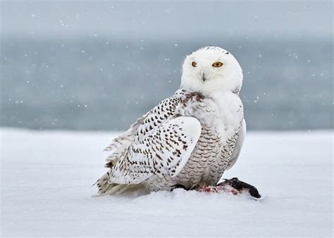 30 Snowy Owl Facts About The Most Intriguing Owl Species