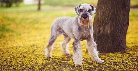 Giant Schnauzer Guide (Lifespan, Size & Characteristics)