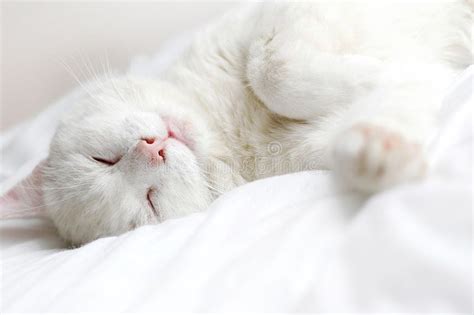 White cat. Perfectly white cat sleeping on white bedding , #Aff, # ...