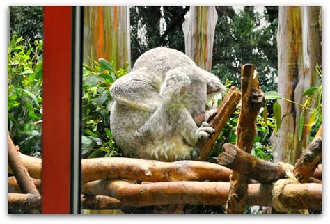 San Francisco Zoo: See the Gorillas, Big Cats & Other Animals