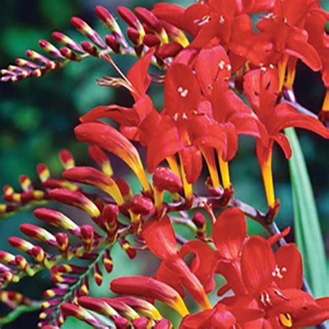 Lucifer Crocosmia | Premium Dutch Flower Bulbs