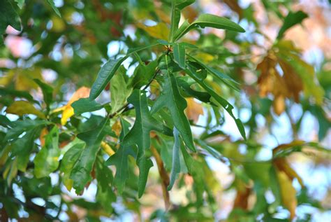 Quercus nigra | Duck oak, Water oak - Van den Berk Nurseries