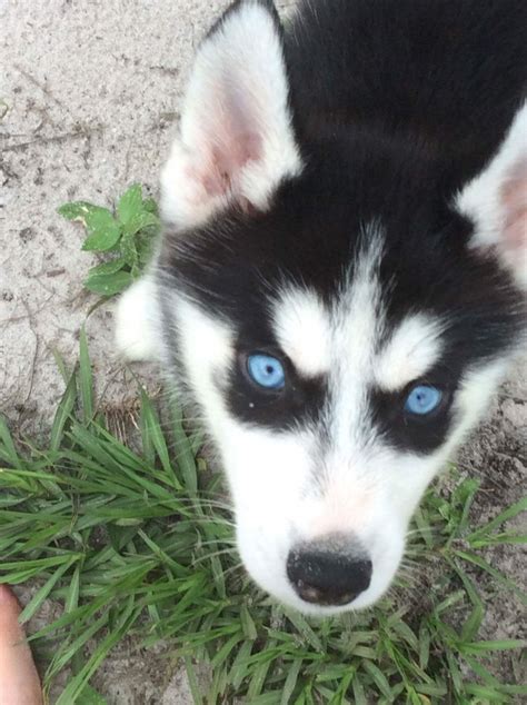 Siberian Husky Puppies For Sale | Sebring, FL #251407